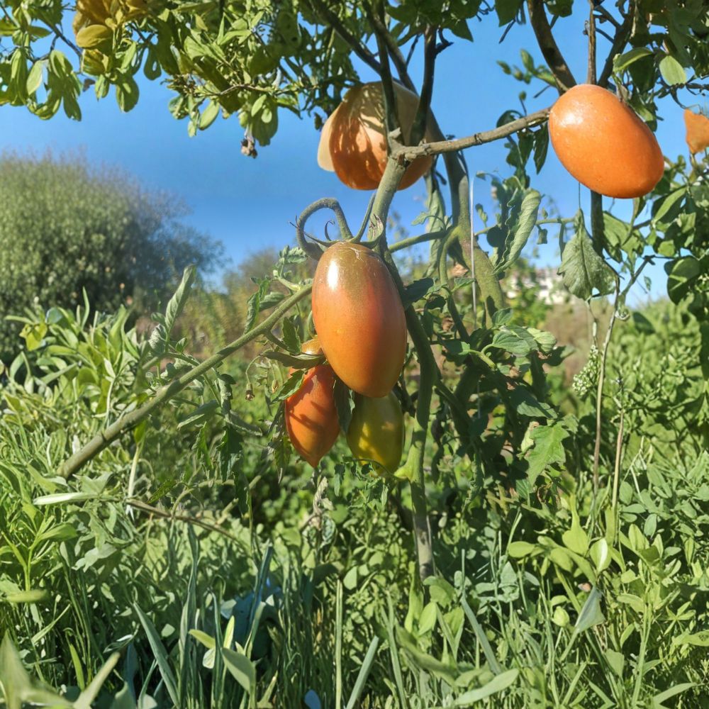 Ukrainian Purple Tomato Seeds – 50 Organic Non-GMO Heirloom Solanum lycopersicum Seeds