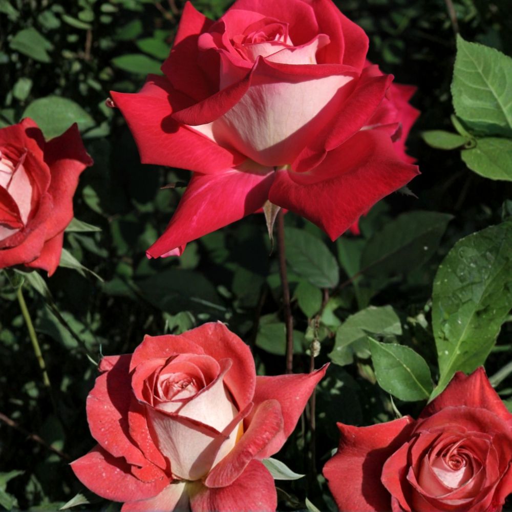 LOVE Grandiflora Rose – 3 Gallon Ruby Red & White Fragrant Rose Bush