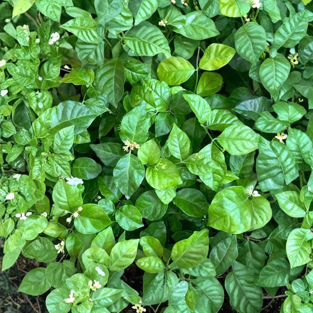 Maid of Orleans Jasmine Plant – Jasminum sambac | 4" Pot | Fragrant White Blooms | Indoor Houseplant