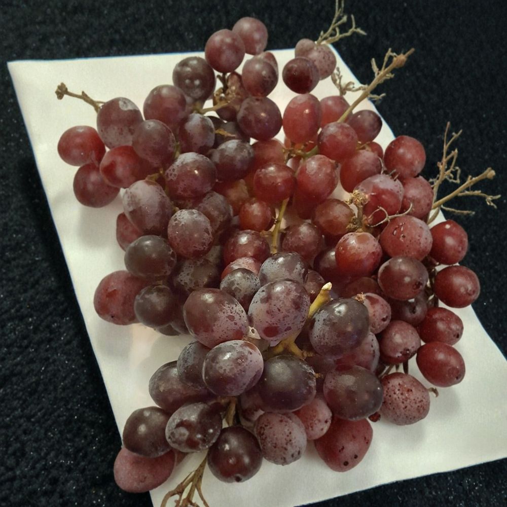 Vanessa Red Seedless Grape Vine – Vitis vinifera Live Plant | 2 Gallon | Self-Fertile Fruit Vine