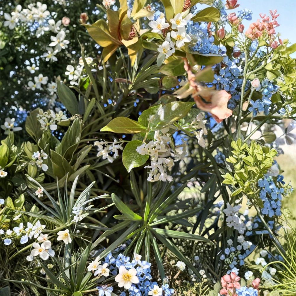 Snow N Summer™ Asian Jasmine 2 Pack - Variegated Evergreen Groundcover Vine in 2 Quart Size