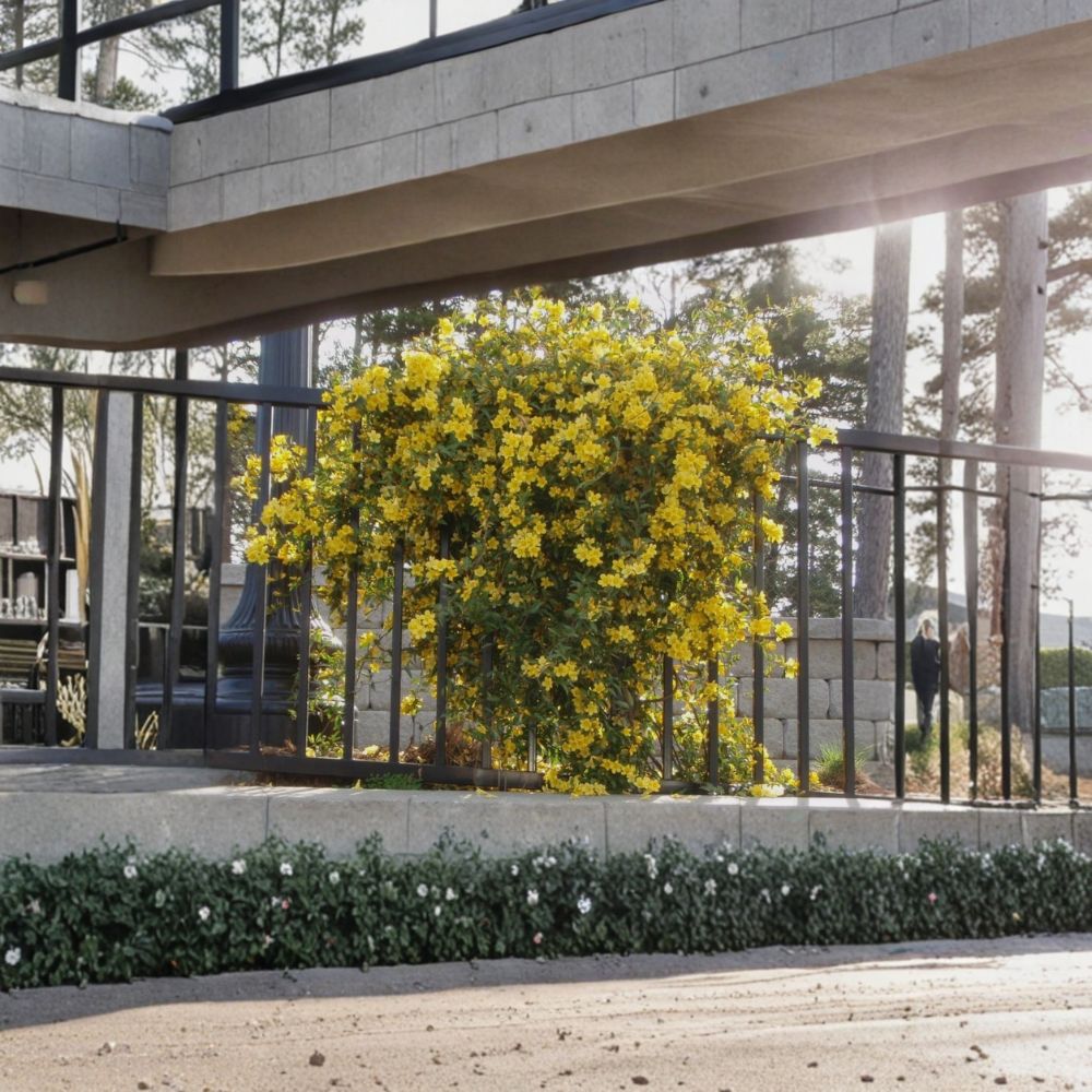 Carolina Jessamine Plant – Gelsemium sempervirens Evergreen Yellow Jasmine Vine with Fragrant Blooms
