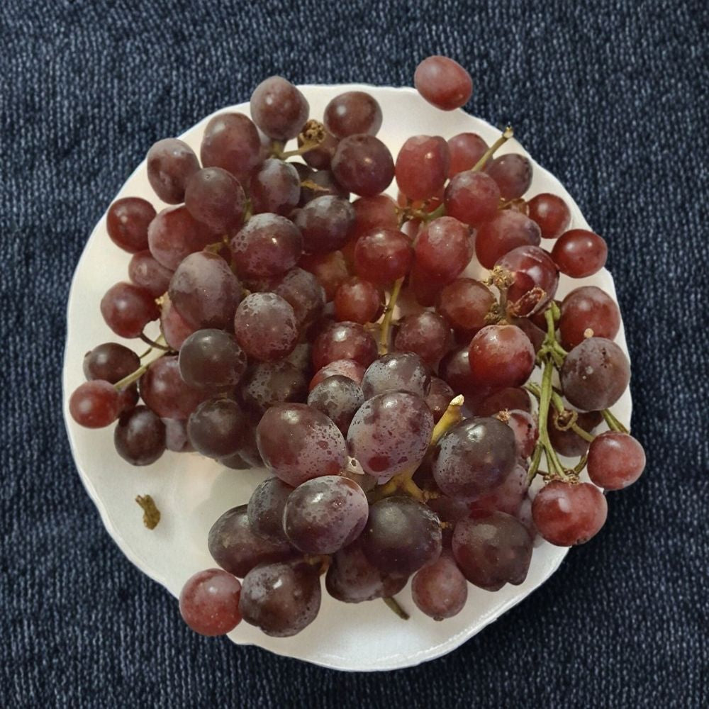 Red Globe Grape Vine – Vitis vinifera Live Plant | 2 Gallon | Self-Fertile Fruit Vine