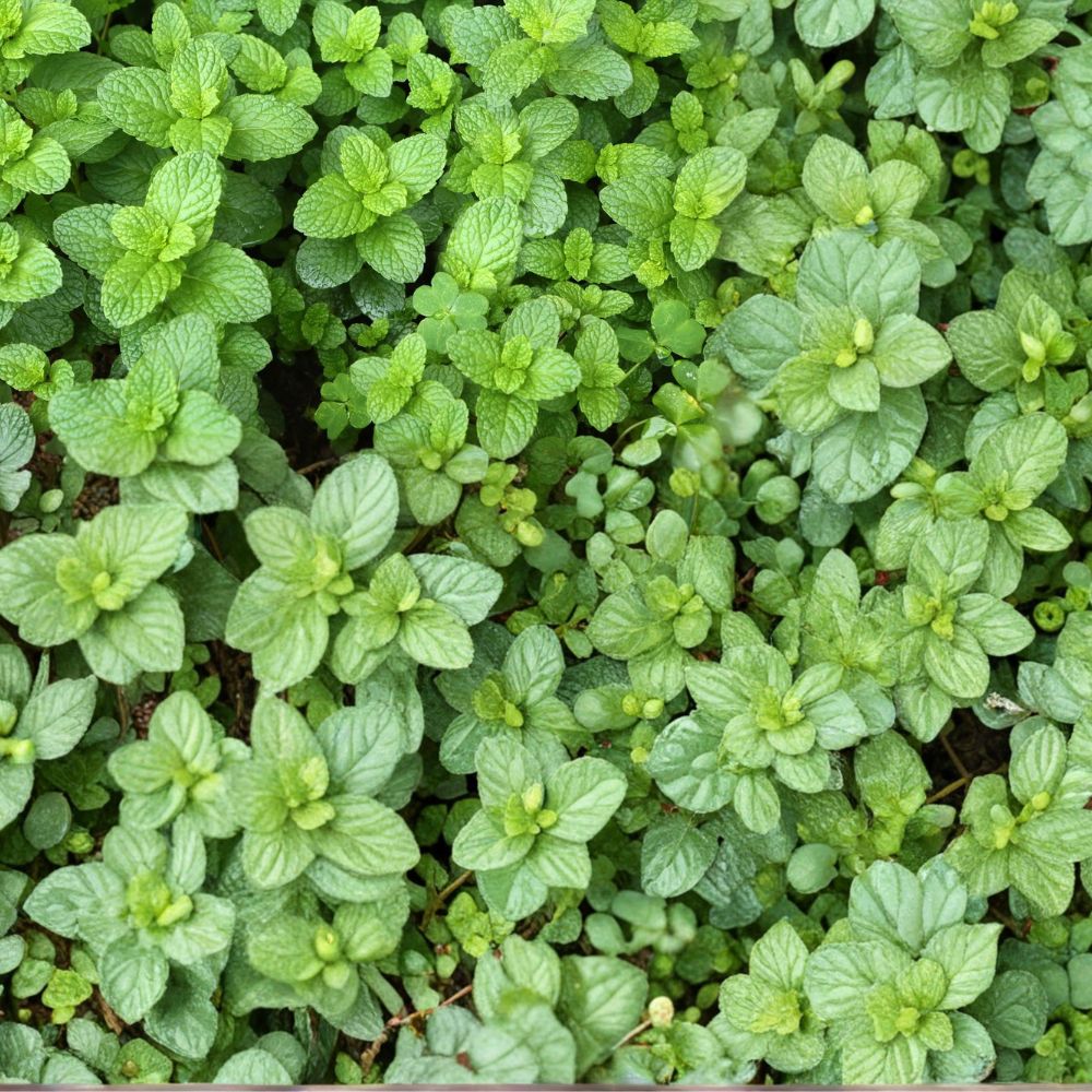 Spearmint Mint Cuttings – Mentha spicata Live Unrooted Cuttings | 12 Organic Culinary Herb Starters