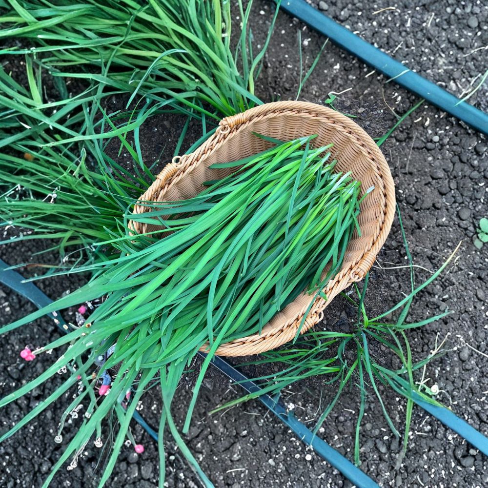 Garlic Chives Plants – Allium tuberosum Bare Root | 40 Count Chinese Chives for Edible Herb Garden