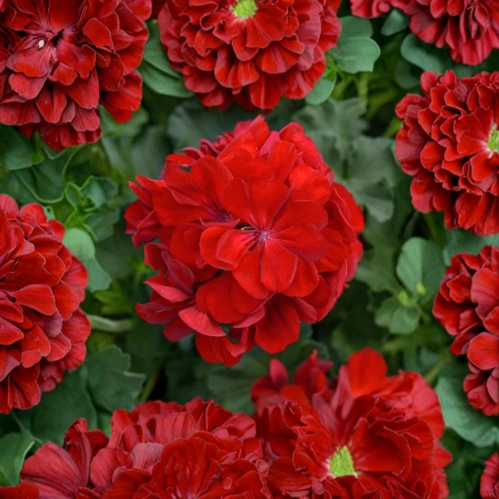 Red Geranium Cuttings – 5 Unrooted Live Plants, 8–10 Inches Long, Easy Propagation