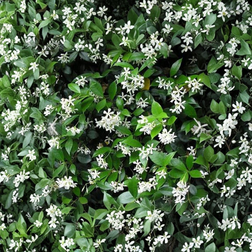 Confederate Jasmine Cuttings 55 Pack – Unrooted 6-12 Inch Vines for Propagation | Trachelospermum jasminoides