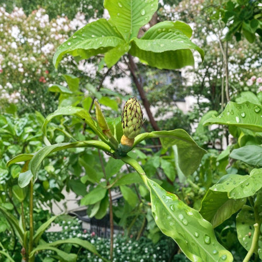 Bigleaf Magnolia Tree (Magnolia macrophylla) Live Plant | 12–30 Inch Starter | Ornamental Outdoor Garden Tree