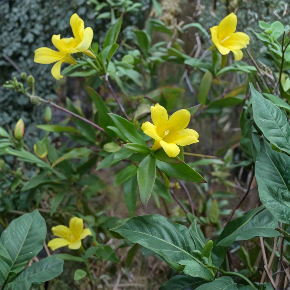 Yellow Jasmine Seeds – 25 Count Gelsemium sempervirens | Fragrant Winter Blooming Climber