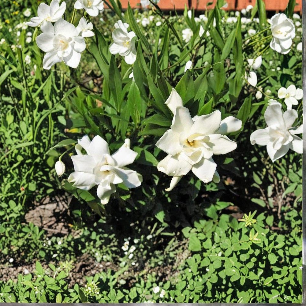 Frost Proof Gardenia Live Plant 1QT | Cold Hardy Fragrant Evergreen Shrub | Gardenia jasminoides ‘Frost Proof’