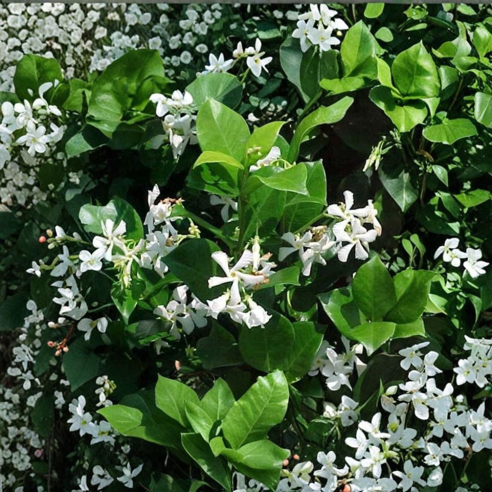 Confederate Star Jasmine Vine 1QT - Fragrant Evergreen Climbing Vine for Trellis & Groundcover