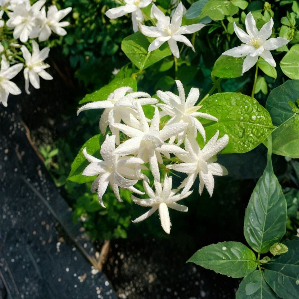 Belle of India Jasmine - Jasminum sambac Double Live Plant with Fragrant White Blooms, Indoor & Outdoor