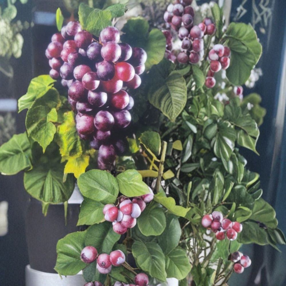 Black Jumbo Muscadine Grape Vine – 3 Gallon Female Fruiting Vitis rotundifolia Plant