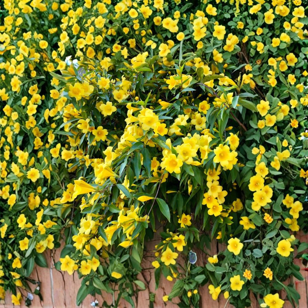 Carolina Jasmine Live Plant – Gelsemium sempervirens | 4–6 Inch Starter Vine | Fragrant Yellow Flower | Outdoor Climbing Vine