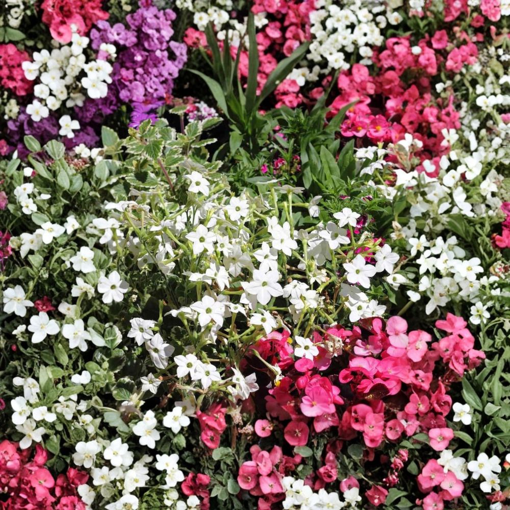 Nicotiana Alata Seeds – 500 Pack | White Jasmine Tobacco | Fragrant Night Blooming Flowers | Non-GMO