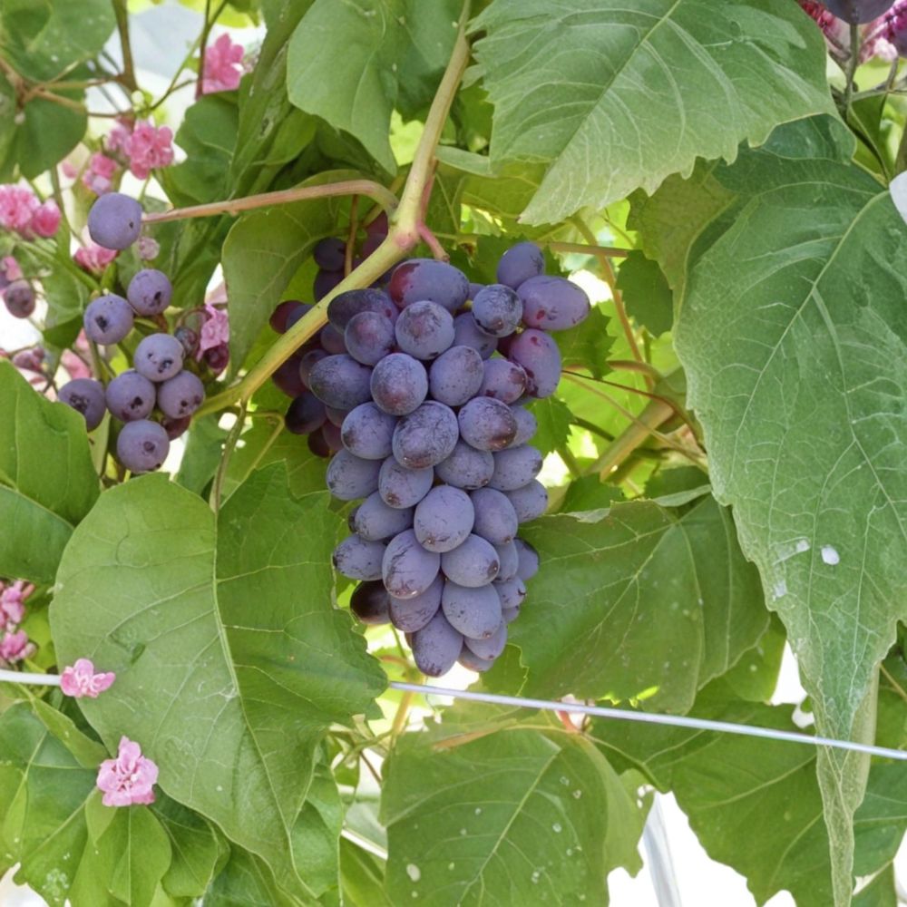 Jupiter Seedless Muscat Grape Cuttings – 5 Pack | Sweet Seedless Table Grapes for Home Growing