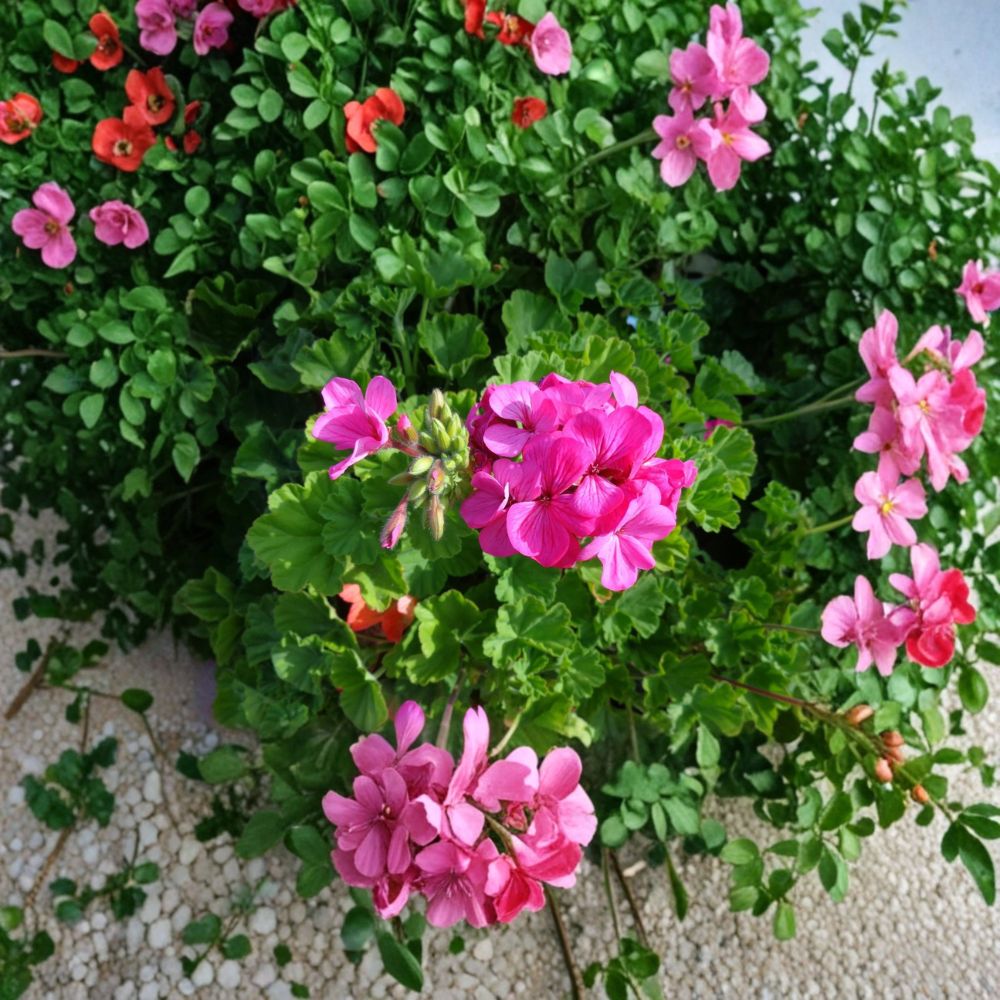 Hardy Fragrant Pink Geranium Cuttings – 30 Unrooted 6 Inch Pelargonium Live Plant Cuttings