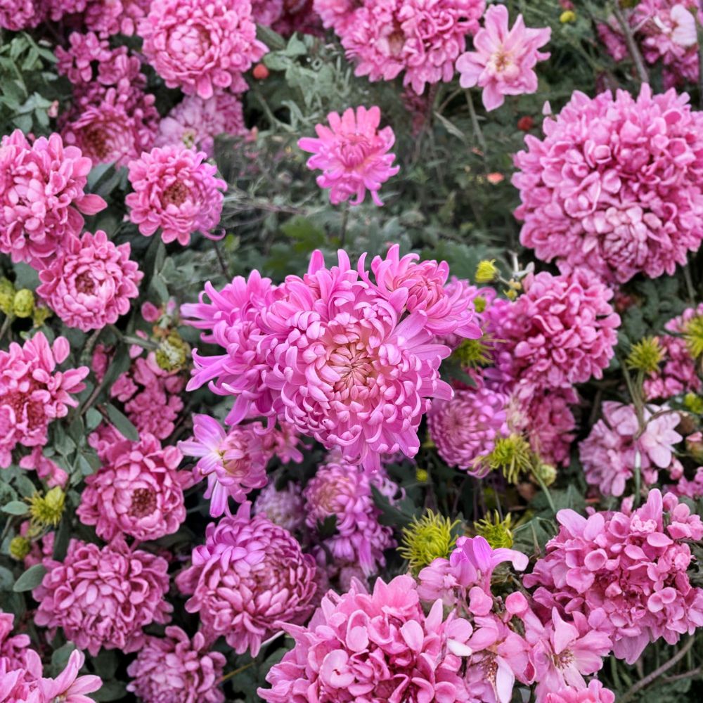 Pink Queen Chrysanthemum Plants – 2 Pack Large Bloom Perennial Garden Mums | Chrysanthemum morifolium