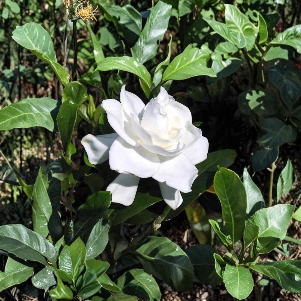 Gardenia Bush Live Plants – Set of 2 Heirloom White Cape Jasmine, 6 Inches Tall, Fragrant Evergreen Shrub