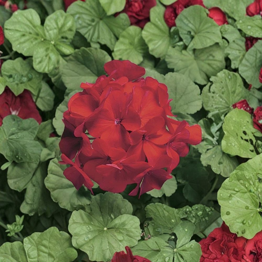 Ringo Cardinal Geranium Seeds – 15 Premium Early Blooming Red Geranium Seeds for Patio & Window Boxes