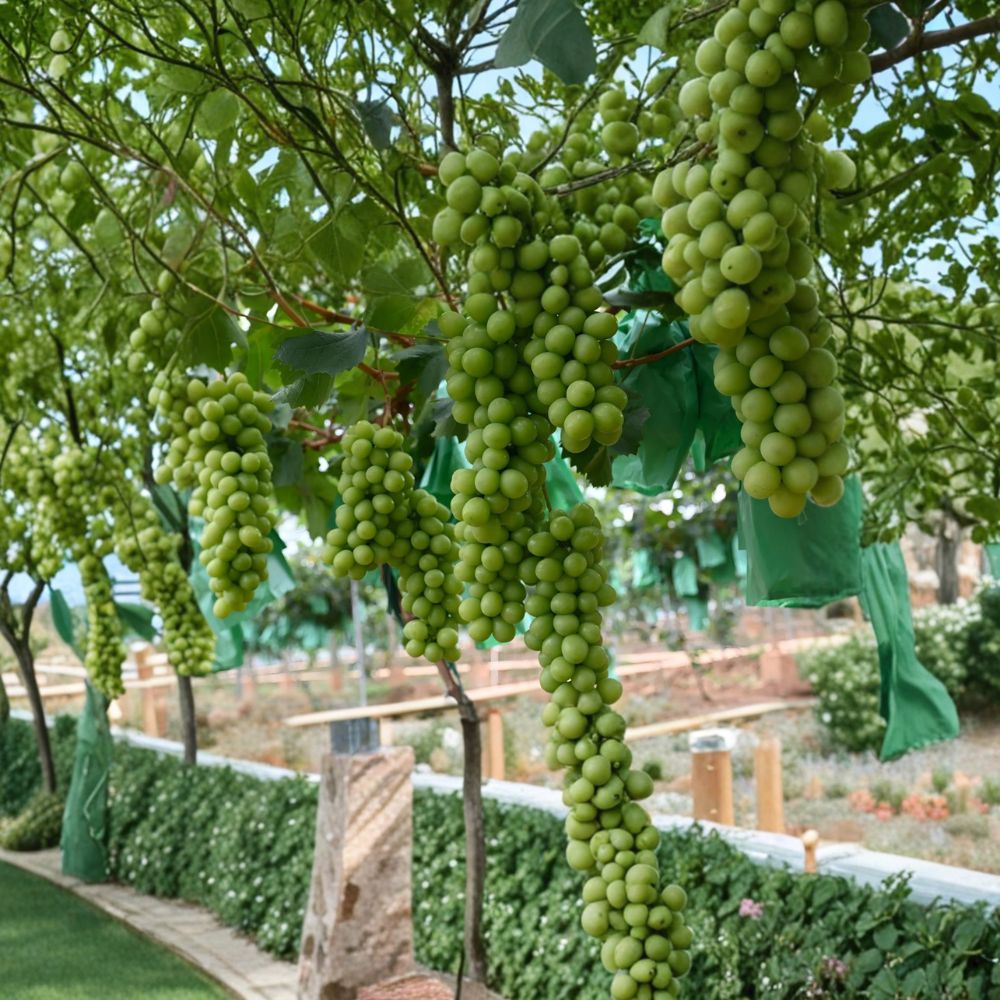 Shine Muscat Grape Plant – Premium Japanese Sweet Green Grape Vine on 3309C Rootstock