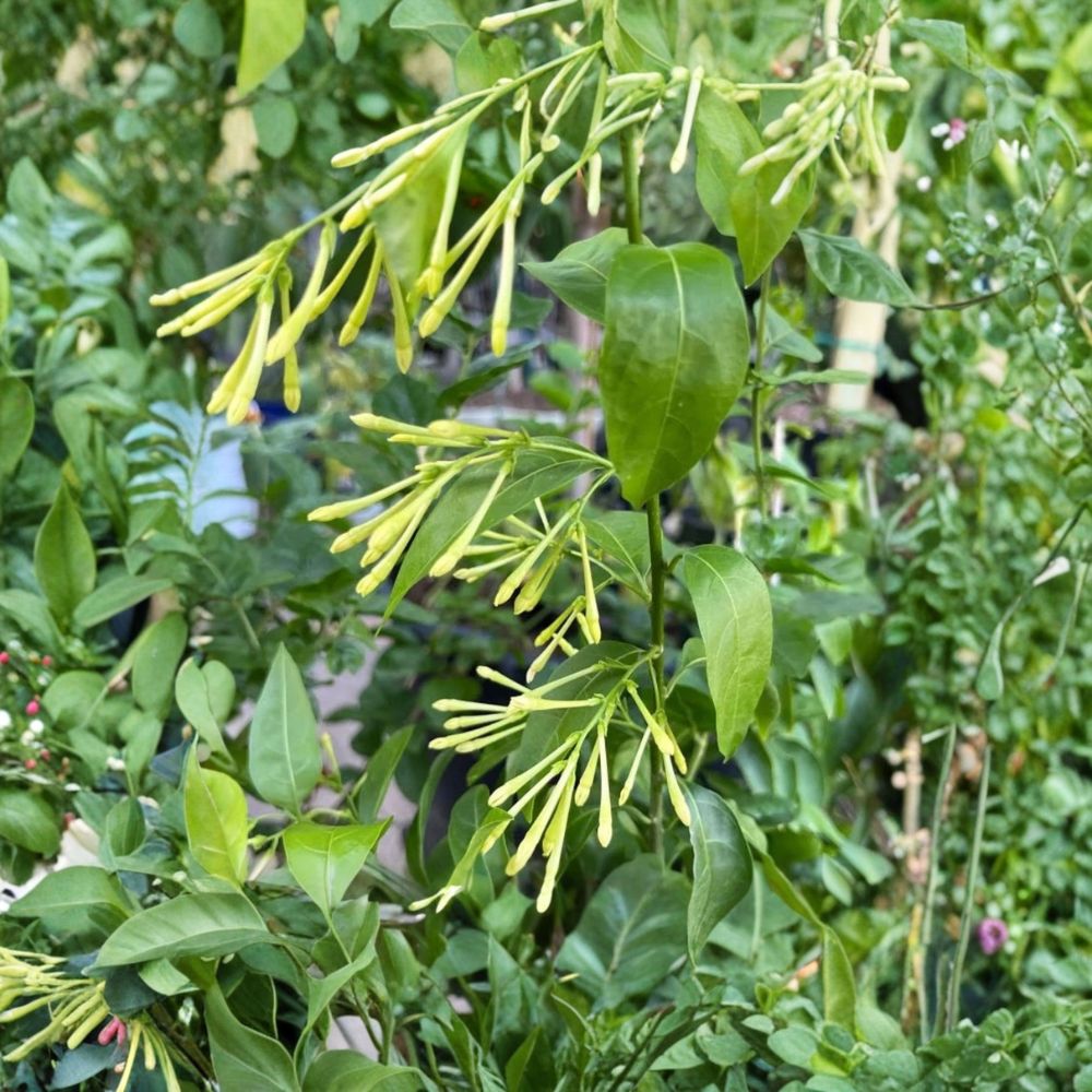 Night Blooming Jasmine Live Starter Plants - Set of 4 Fragrant Cestrum nocturnum Shrubs, 3-8 Inches Tall, Fast Growing Evergreen for Patio & Garden