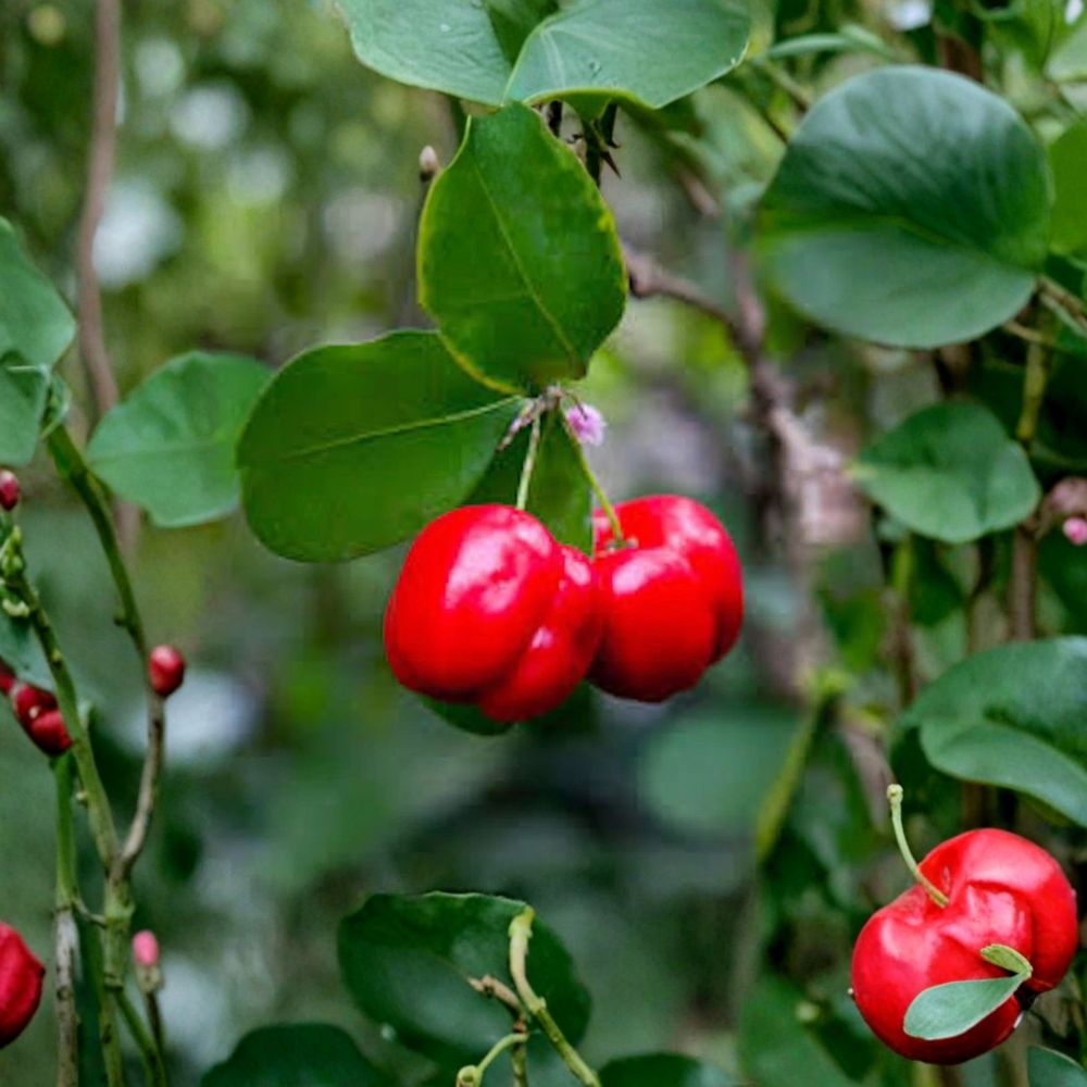 Barbados Cherry Tree Malpighia emarginata Live Plant 3-4 Inch Starter Plug Acerola Fruit Tree Tropical Vitamin C Plant Bare Root