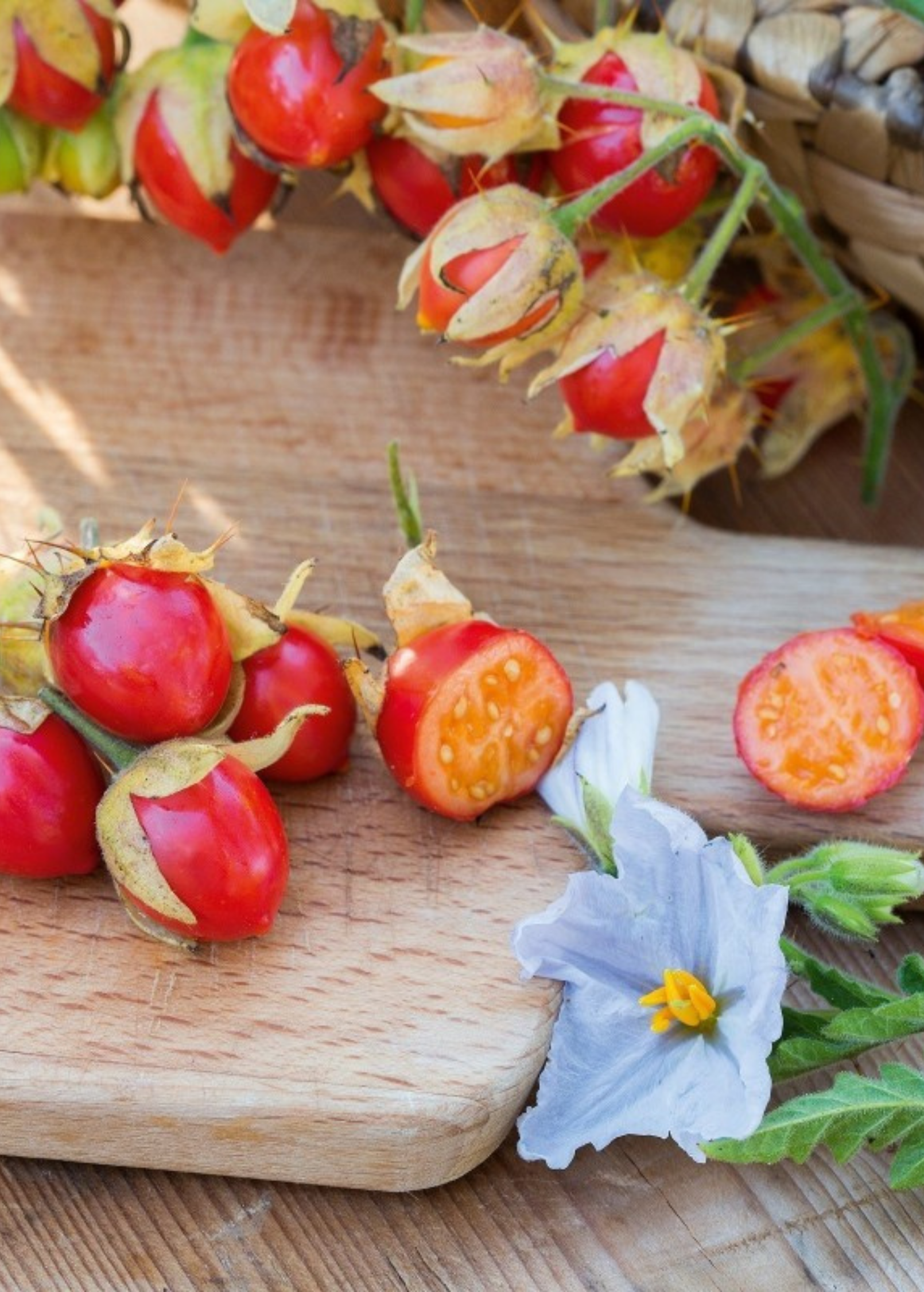 Litchi Tomato Plant, Solanum sisymbriifolium, Edible Fruit, Pest-Resistant Shrub, Unique Garden Berry, Container or Ground Growing