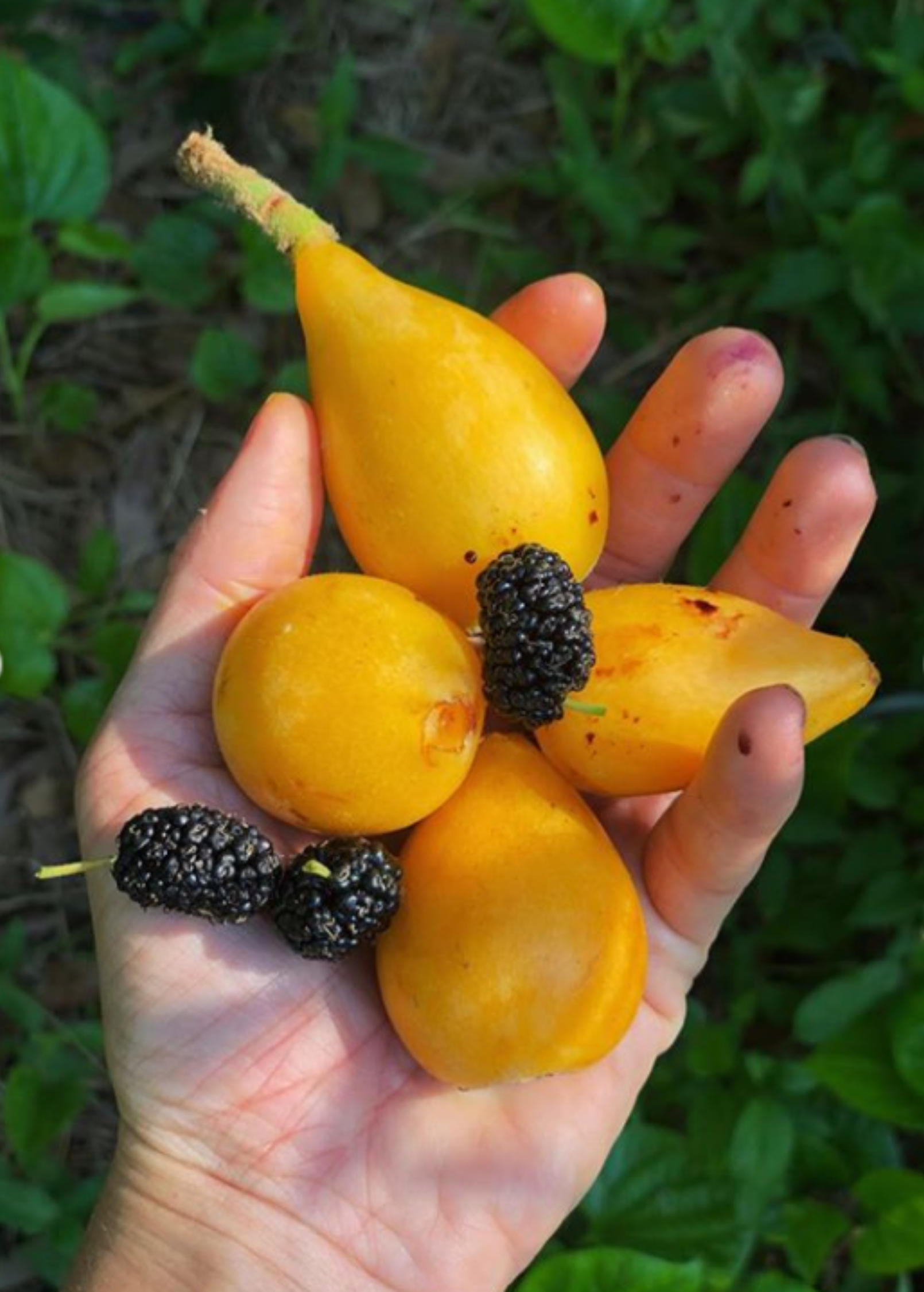 Loquat Seedling Eriobotrya japonica Fruit Tree Ornamental Evergreen Tropical Plant