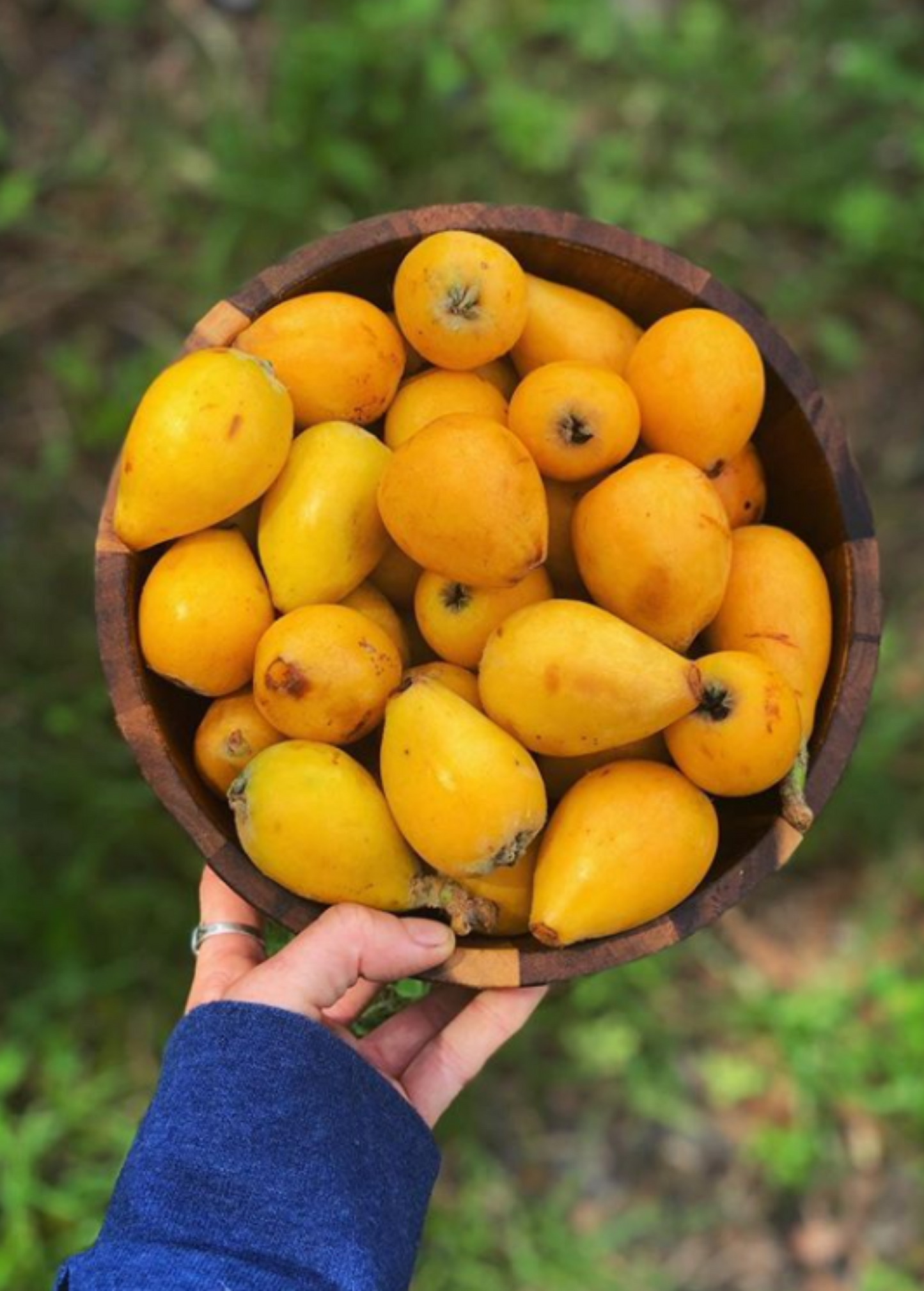 Loquat 'Christmas' Fruit Tree, Evergreen, Large Golden-Yellow Fruit, Eriobotrya japonica, Ornamental and Edible Landscape Tree