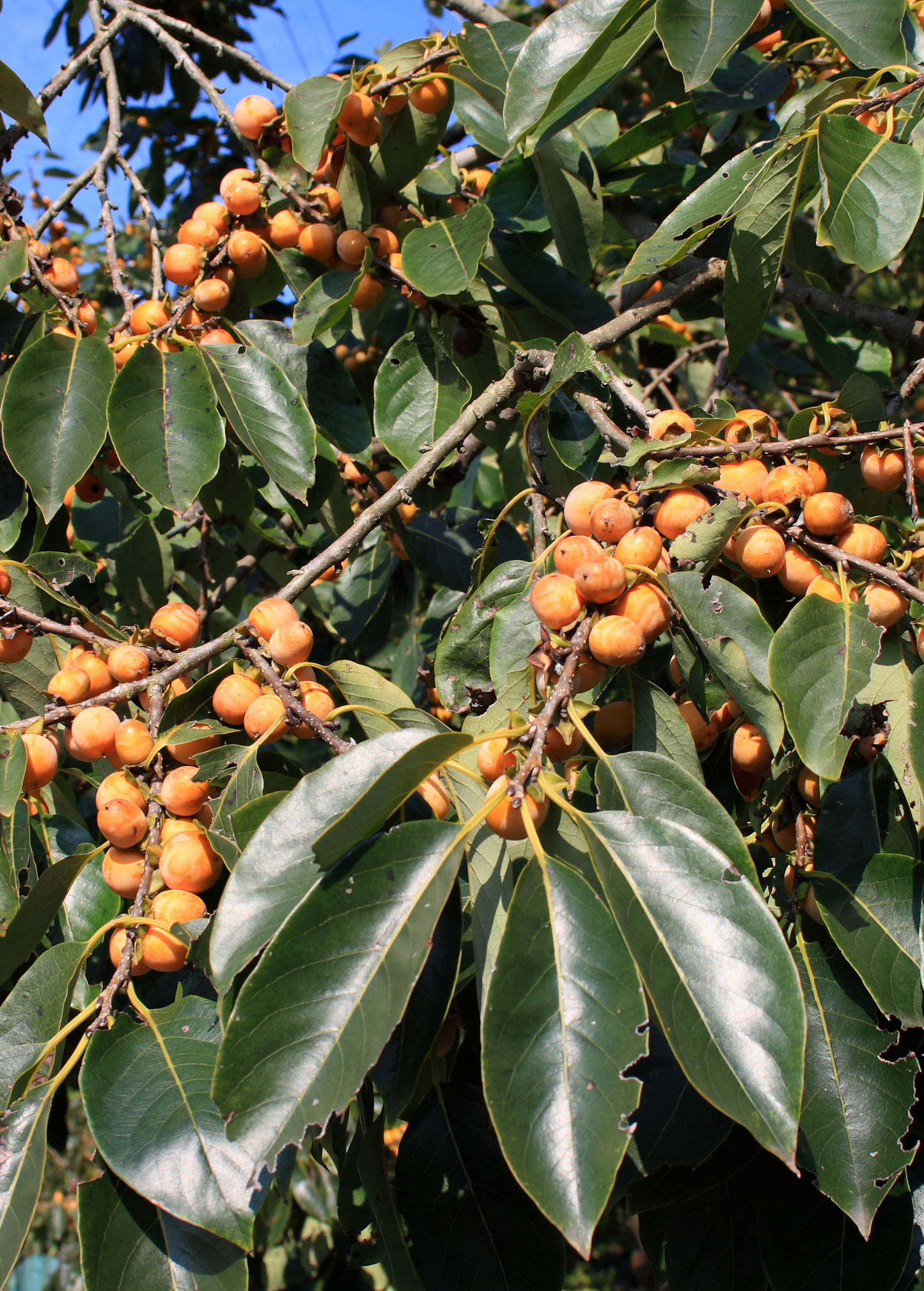 Lotus Plum Fruit Tree Diospyros lotus Edible Date Plum Native to China Asia Minor