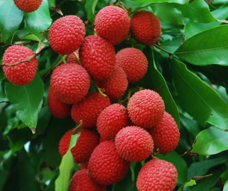 Rambutan Tree Cuttings 5–6" for Grafting Nephelium lappaceum Tropical Fruit Starter Exotic Hairy Fruit