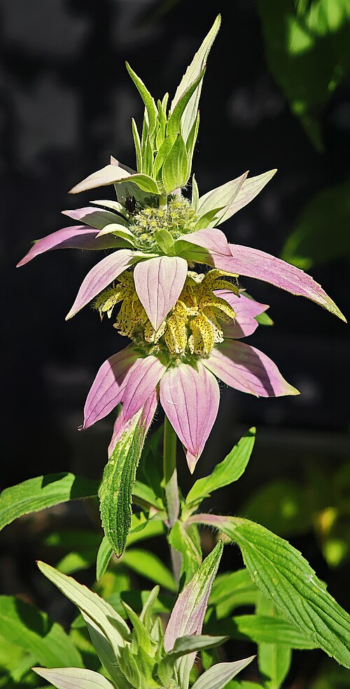 Monarda punctata Seeds – Spotted Bee Balm Native Wildflower Pollinator & Medicinal Plant, 100 Seeds