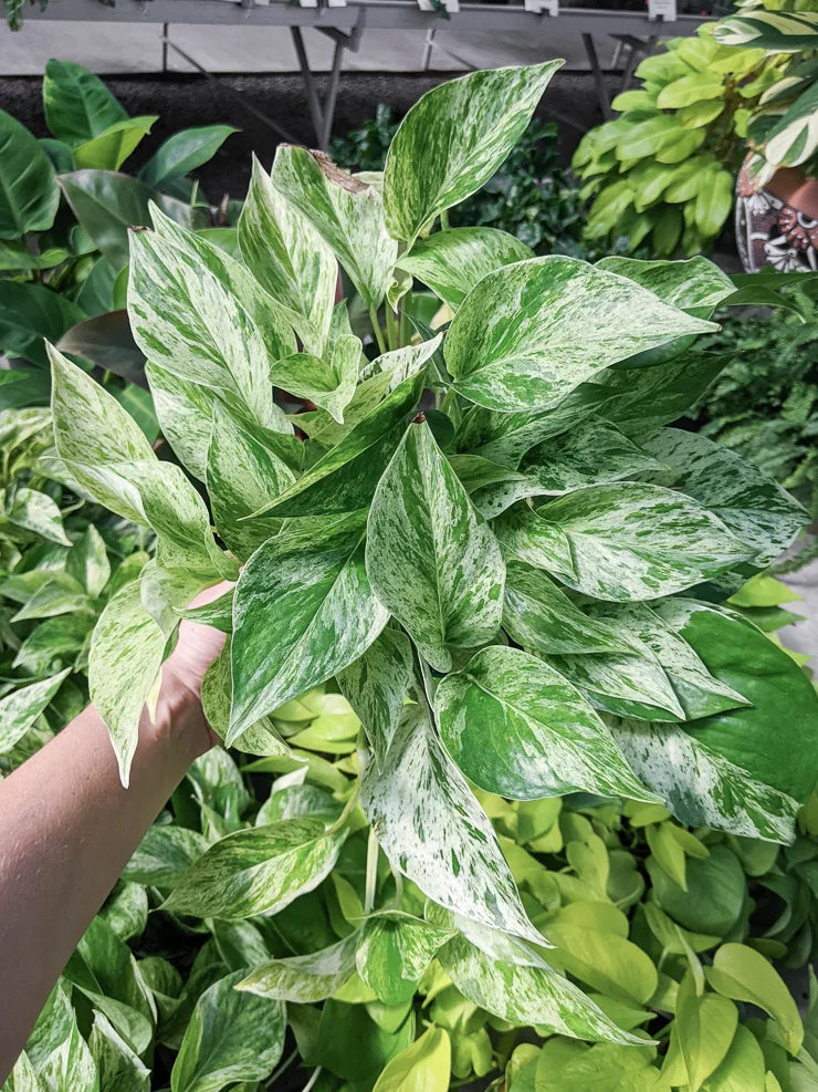 Marble Queen Pothos Rooted Cutting - Variegated Epipremnum Aureum Indoor Houseplant, Easy-Care, Trailing Foliage