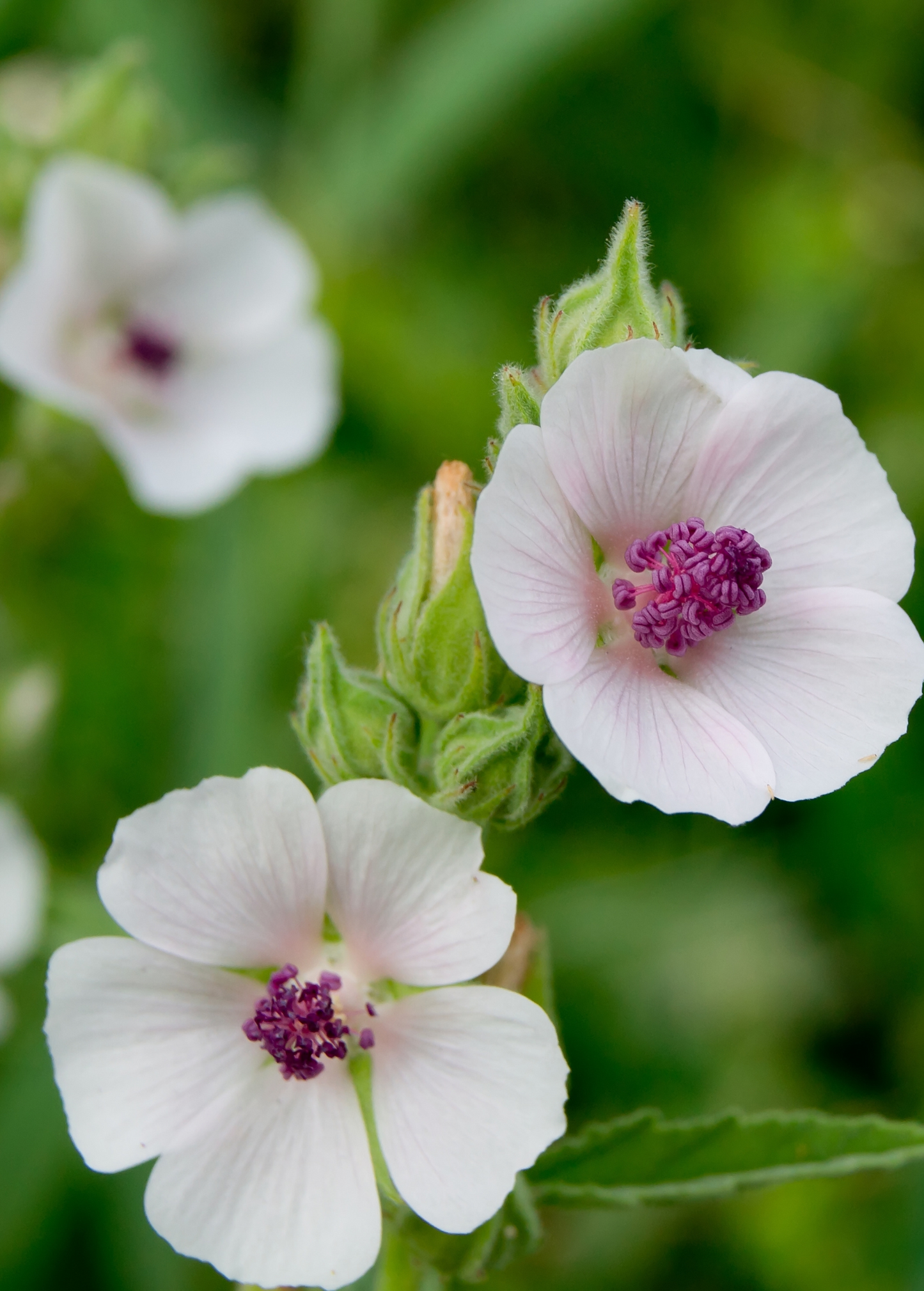 Marshmallow Herb Plant, Althaea officinalis, Medicinal Perennial with Pink Flowers and Silky Roots