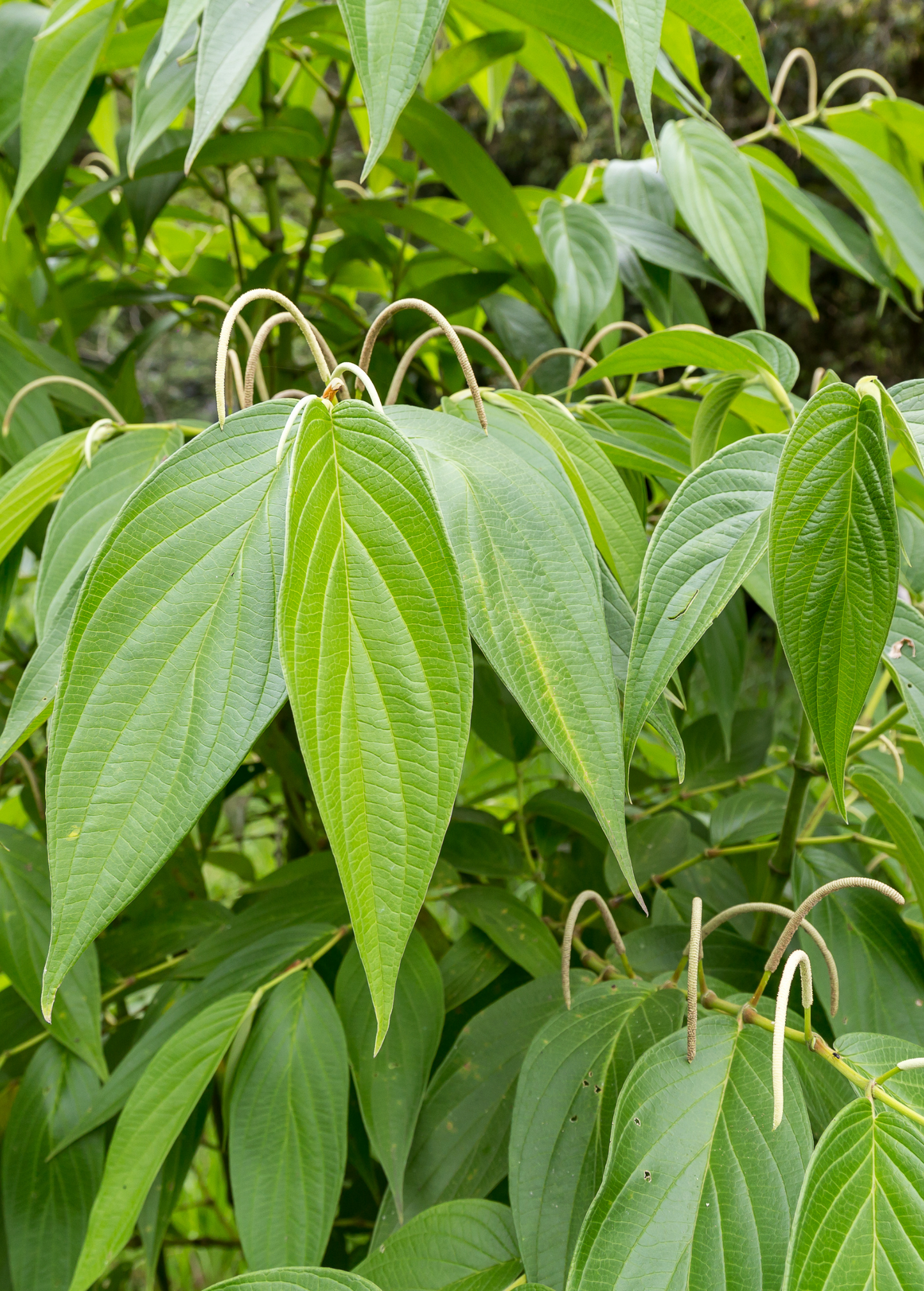 Matico Plant Cutting - Piper aduncum Medicinal Shrub for Herbal Remedies and Garden Cultivation