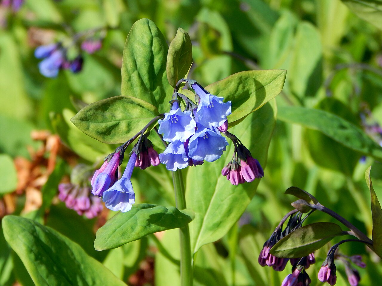 Mertensia virginica Seeds – 30 Non-GMO Virginia Bluebells for Shade Gardens & Woodland Planting