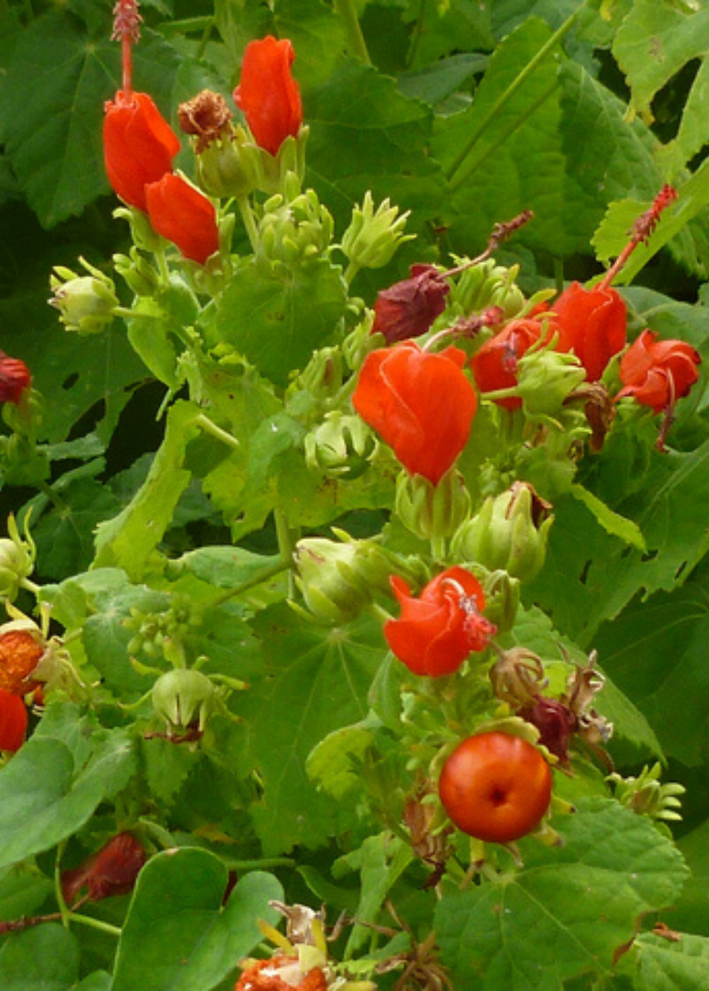Manzanilla Perennial Shrub with Edible Fruits and Vibrant Red Flowers - Malvaviscus arboreus var. drummondii