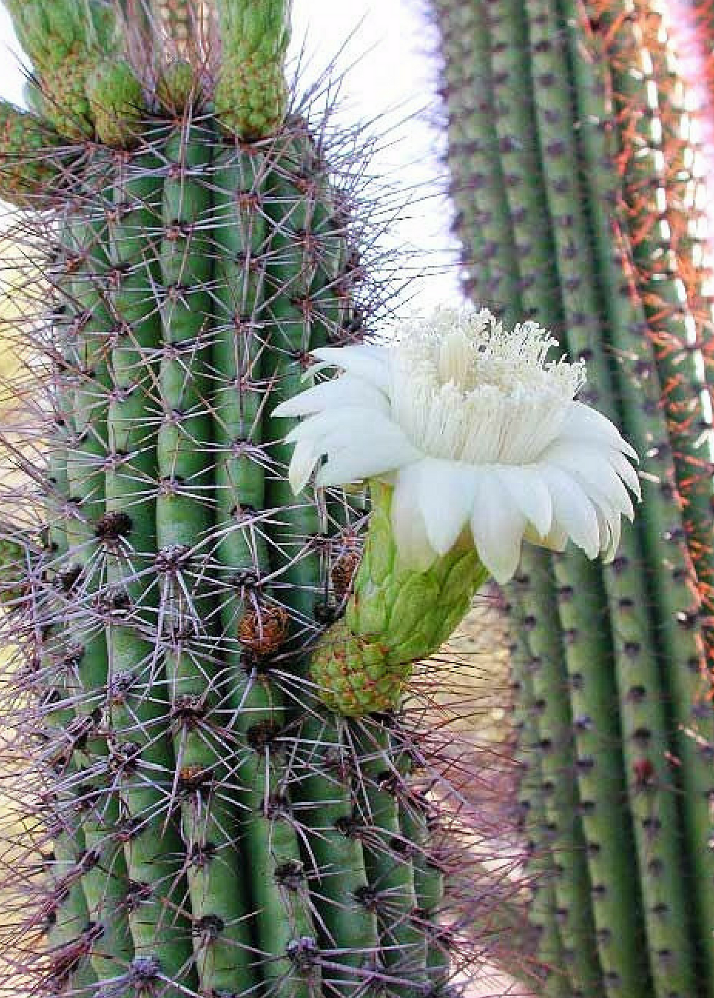 Mexican Ghost Pipe Cactus Cutting - Stenocereus thurberi, Edible Pink Pitahaya Dulce, Night-Blooming Flower, Fruit-Bearing Succulent