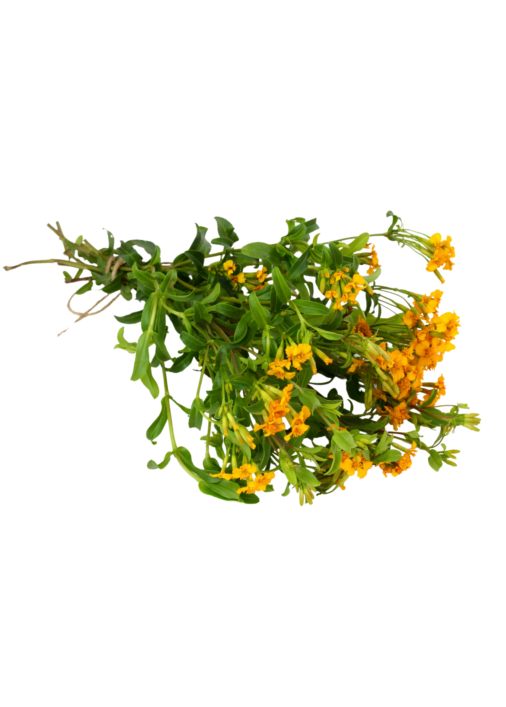 Mexican Tarragon Herb Plant - Tagetes lucida, Fragrant Culinary and Medicinal Herb with Bright Yellow Flowers