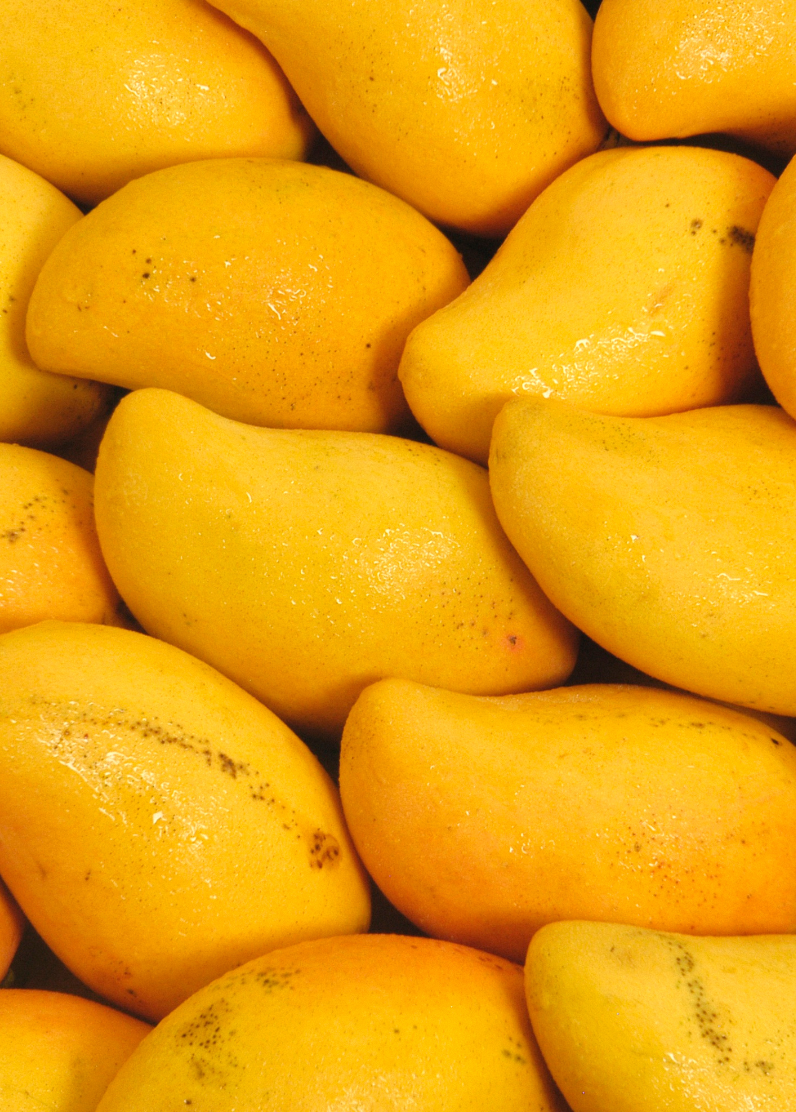 Mango 'Miracle' Choc-anon Fruit Tree - Fiberless, Sweet, Juicy, Tropical, Thailand, Home Garden, Small Orchard