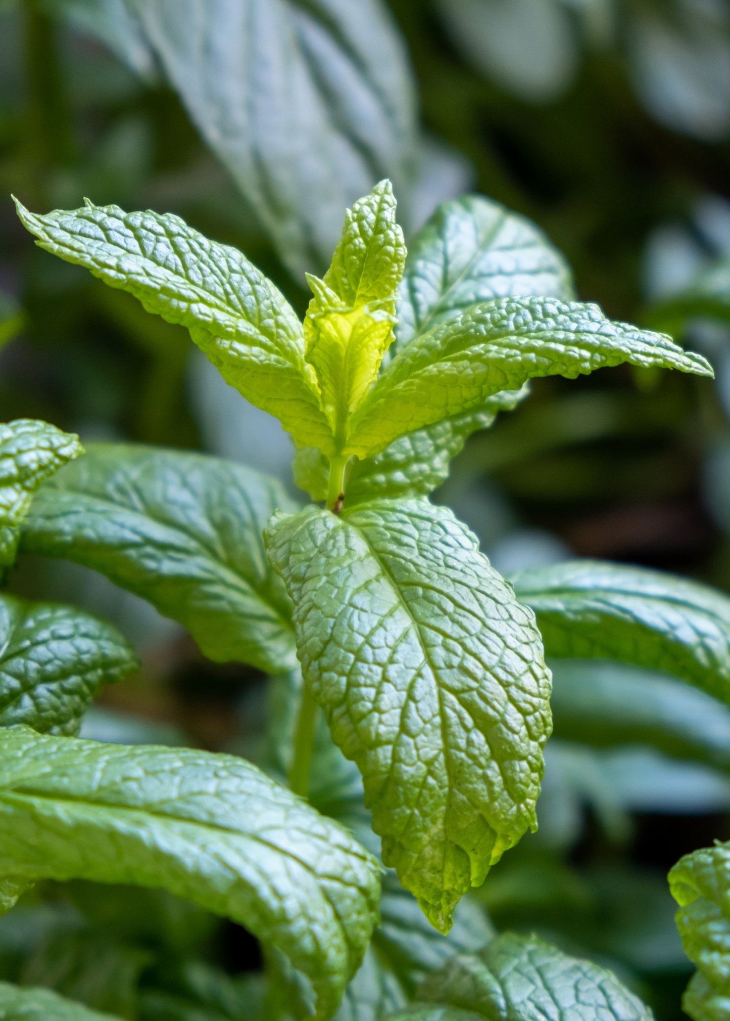 Moroccan Mint Herb Plant, Mentha spicata, Perennial, Densely Leafed Green, Culinary & Medicinal Use
