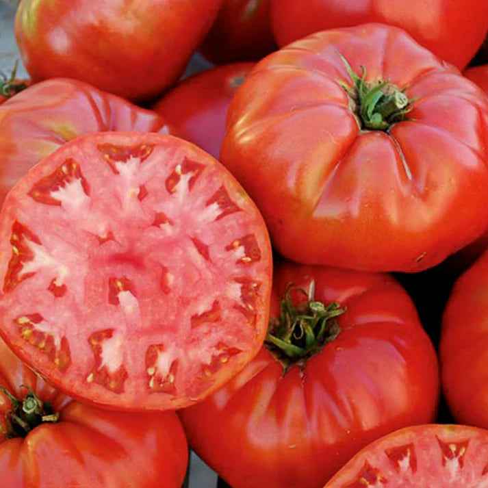 Mortgage Lifter Tomato Live Plants – Heirloom Pink Slicer, 6–10 Inches, Solanum lycopersicum