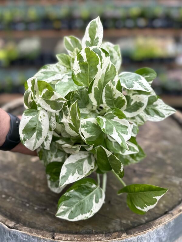 3 N’Joy Pothos Cuttings – Variegated Epipremnum aureum Live Unrooted Vines for Indoor Propagation