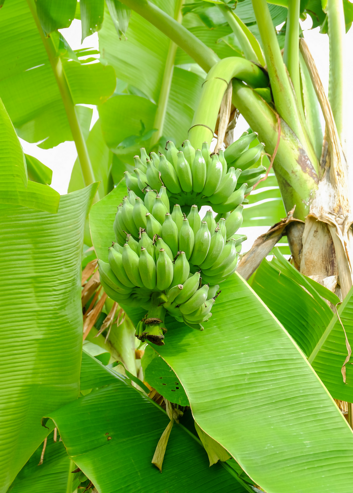 Dwarf Banana Plant | Compact Musa acuminata 'Dwarf Nam Wah' | Sweet Creamy Fruit for Gardens & Containers