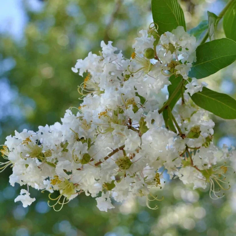 Rare Crape Myrtle Cuttings 'Natchez' Lagerstroemia indica × fauriei White Blooms for Rooting or Grafting