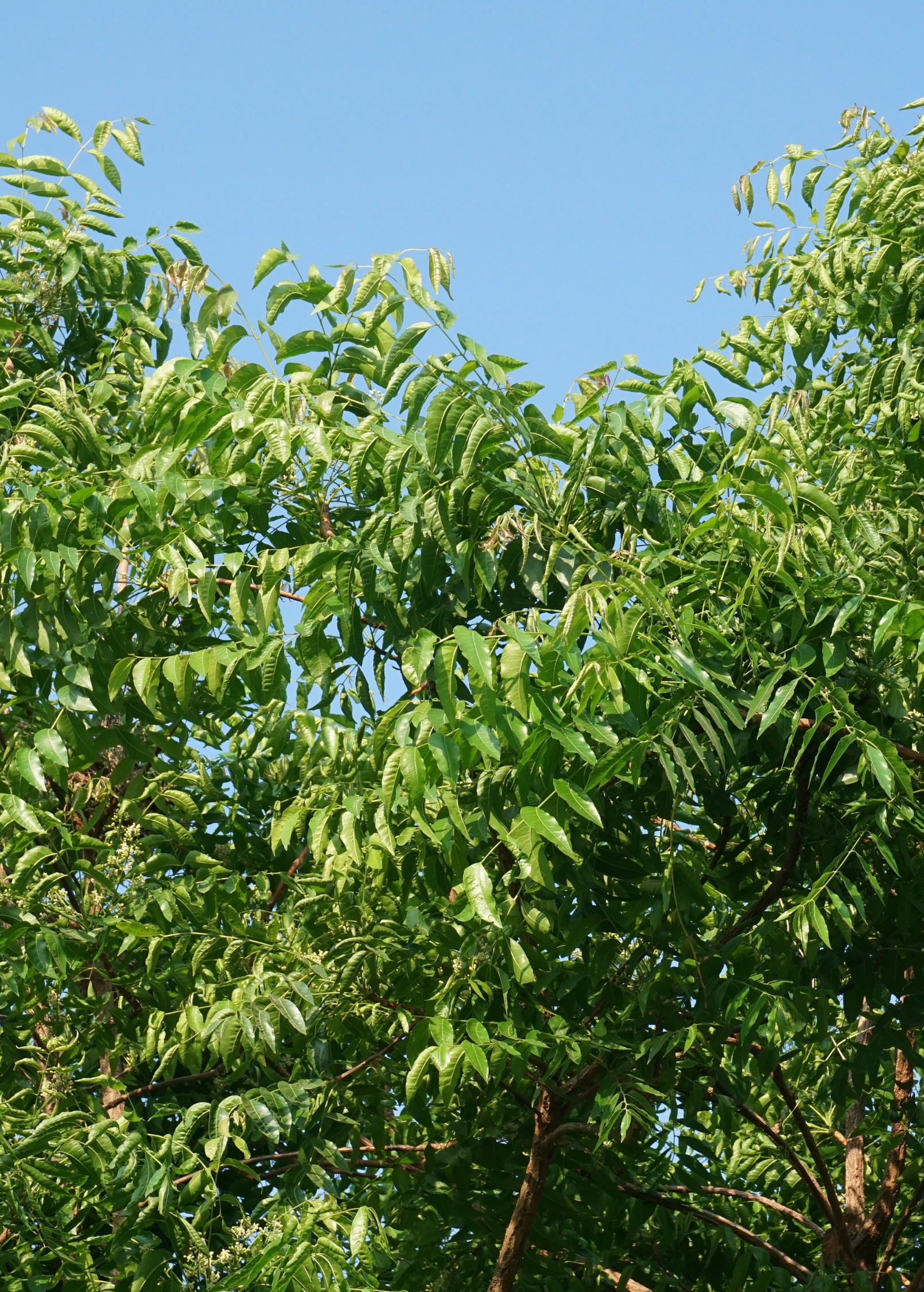 Neem Tree Seedling - Fast-Growing Evergreen Azadirachta indica for Landscaping and Natural Pest Control