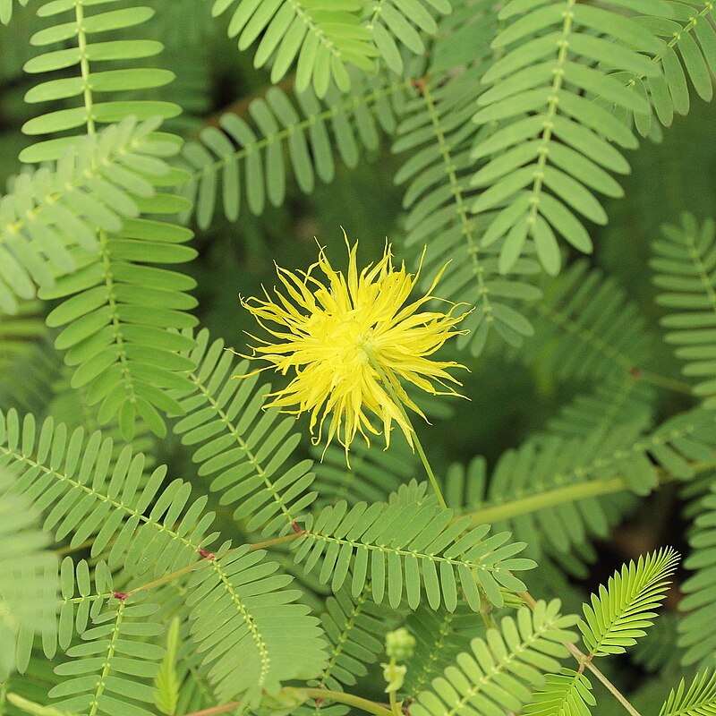 Live Water Mimosa Plant | Floating/Marginal Neptunia oleracea for Water Gardens & Ponds