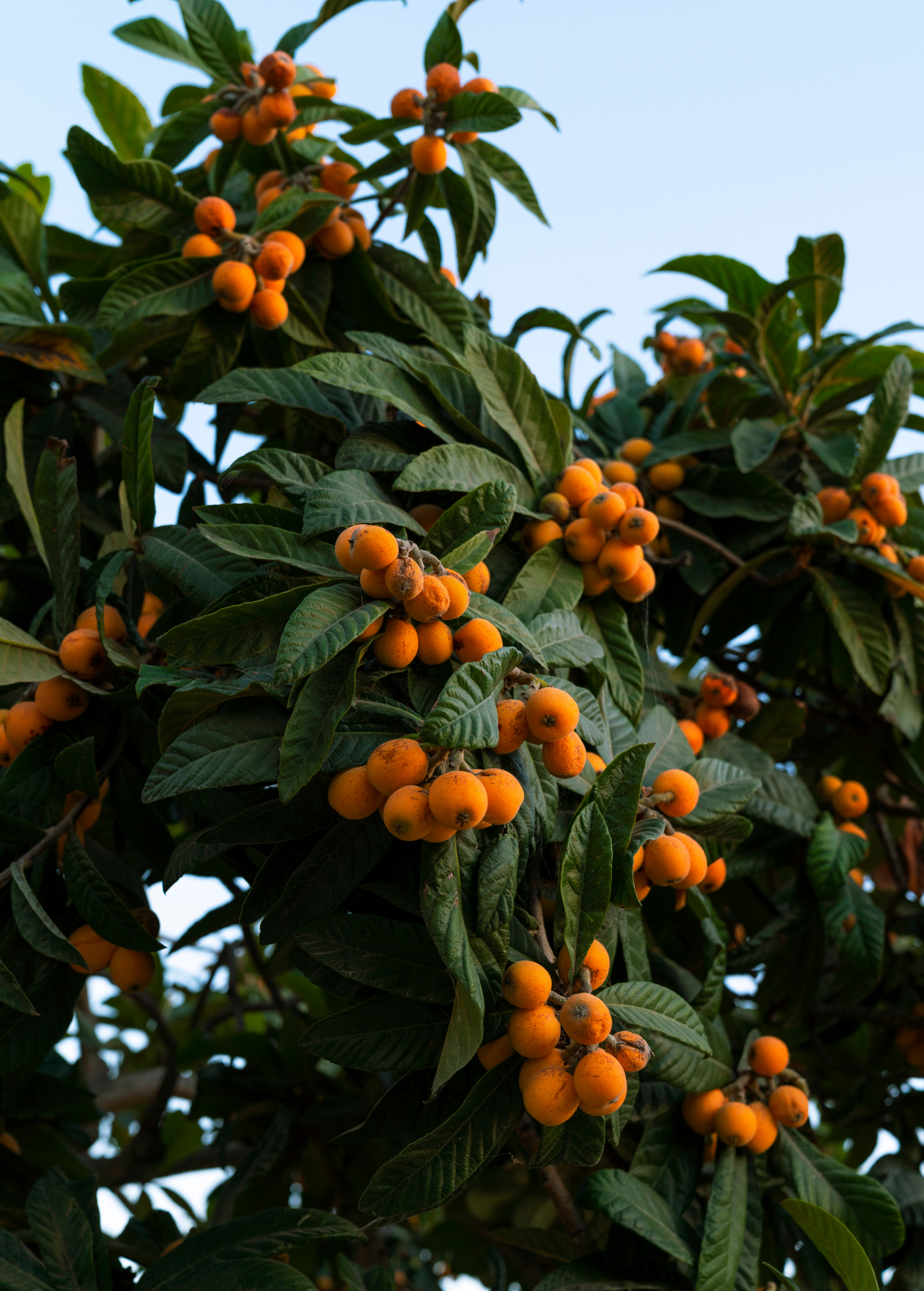Loquat 'Italy' Eriobotrya japonica Fruit Tree, Early-Spring Harvest, Bright-Orange Juicy Berries
