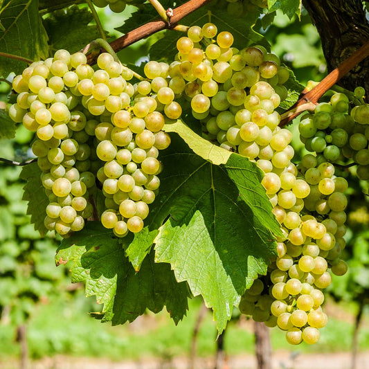 10 Niagara Grapevine Cuttings – Unrooted Hardwood Vines for White Grapes, Vitis labrusca, 6–8 Inches, Easy to Grow
